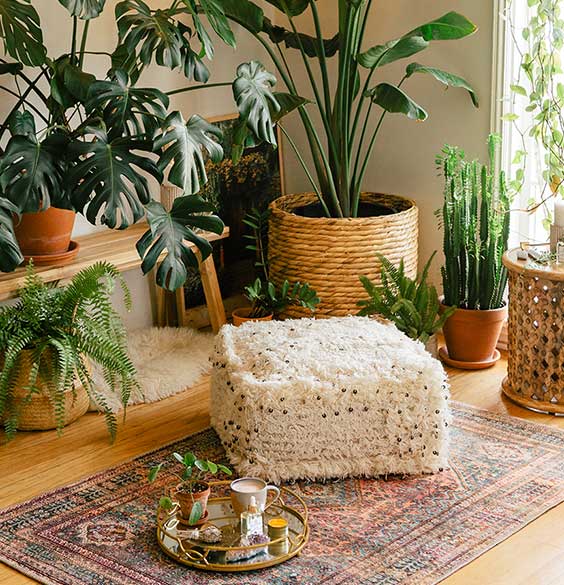 Plantes d'intérieur, que faire en été ? - Elle Décoration